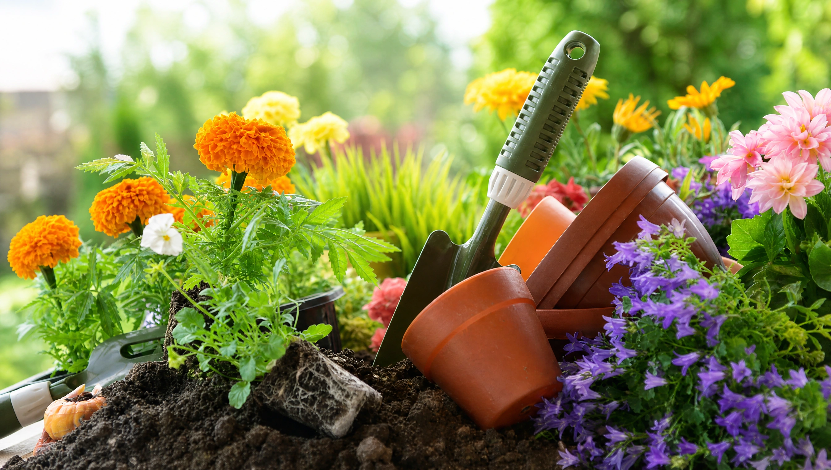 Garden trowel, terracotta pots, and fresh soil surrounded by colorful marigold and purple flowers ready for professional planting