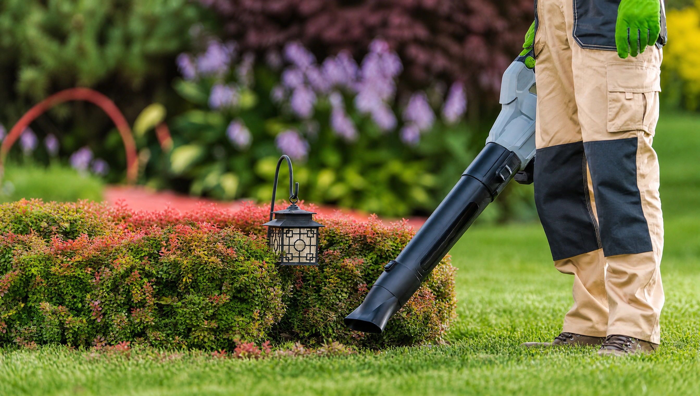 Landscaper using a handheld leaf blower to clean debris from a manicured red and green hedge in a residential garden