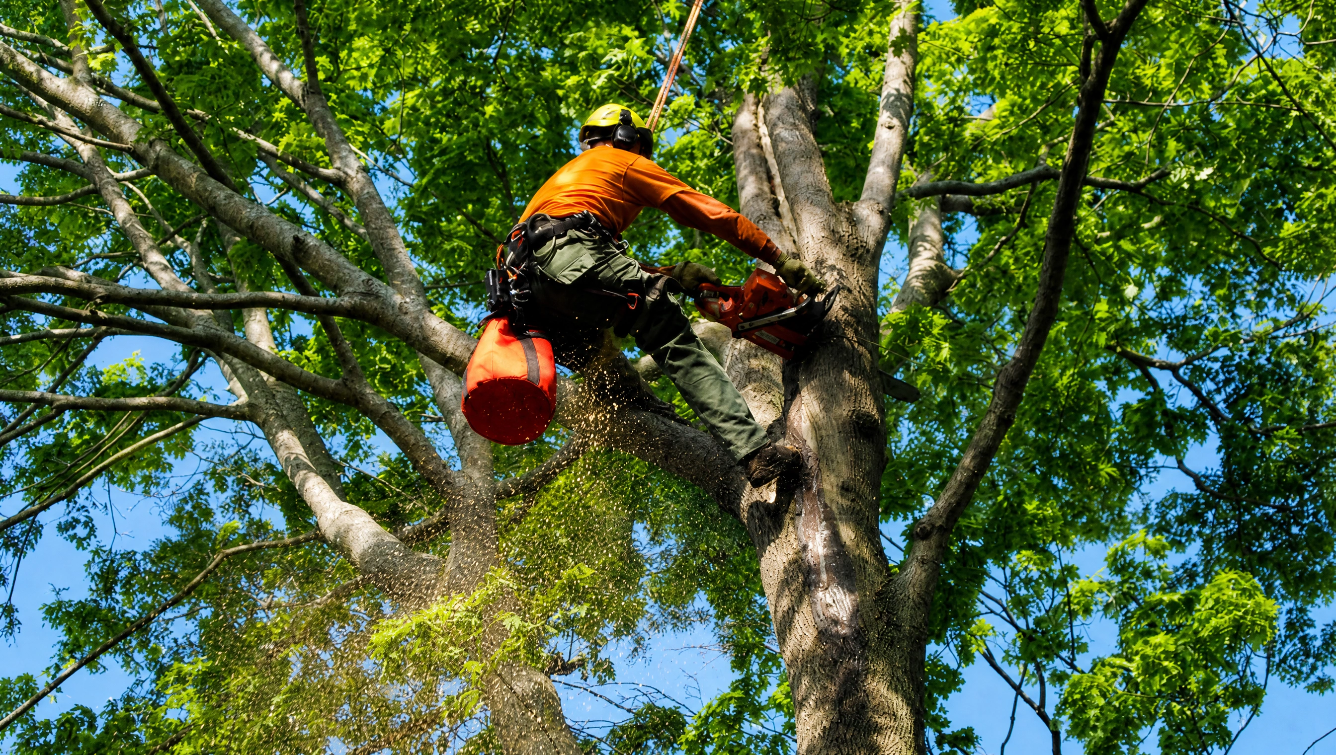 Professional tree removal specialist using a chainsaw to cut a large tree trunk while secured with a safety harness and climbing gear